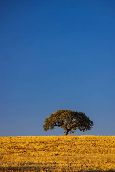 stock image lonely tree in Andalusian landscape, Spain