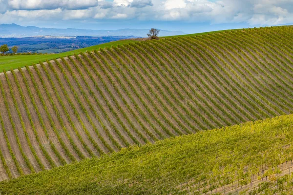 Typical Tuscan Landscape Vineyard Montalcino Tuscany Italy — Stock Photo, Image