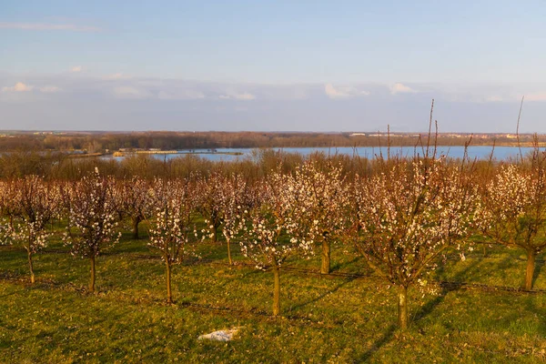 Blossoming Apricot Orchard Slup Southern Moravia Czech Republic — Stockfoto
