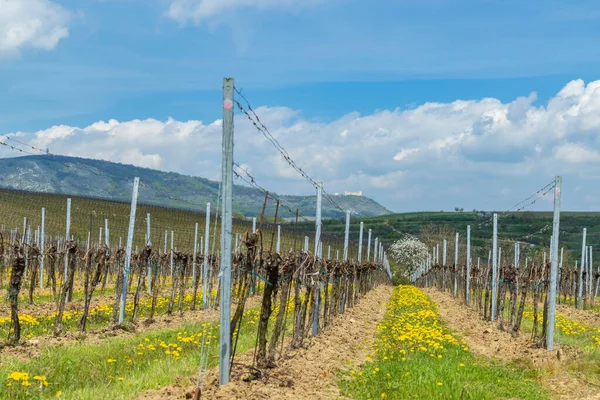 Spring Vineyards Palava Milovice Southern Moravia Czech Republic — Stock fotografie