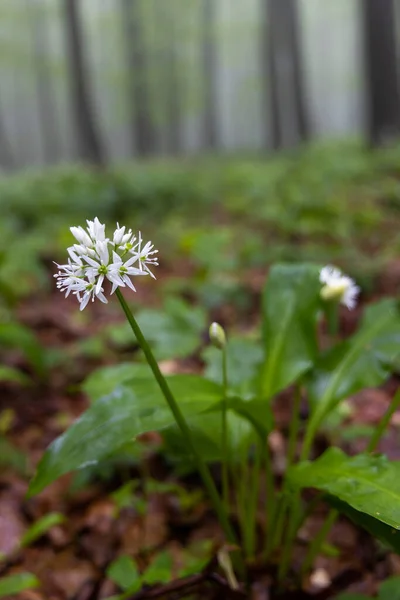 Floresta Faia Primavera Cárpatos Brancos Morávia Sul República Checa — Fotografia de Stock