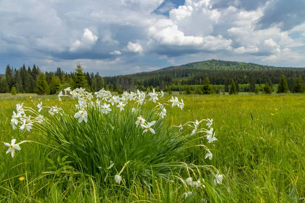 Typical Spring Landscape Stozec Nation Park Sumava Czech Republic — Zdjęcie stockowe