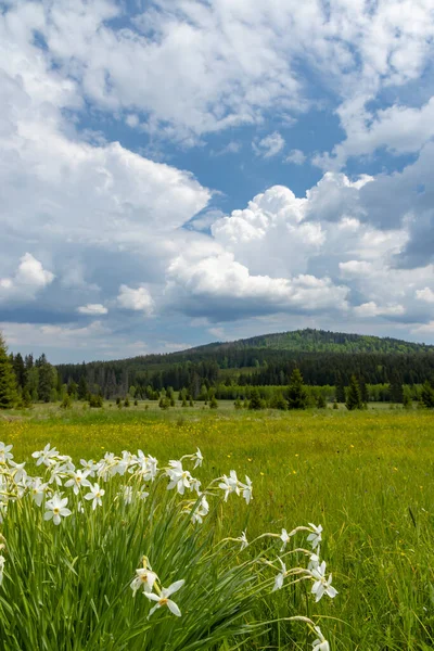 Типичный Весенний Пейзаж Недалеко Стожеца Национальный Парк Сумава Чехия — стоковое фото