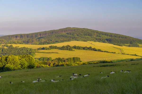 Paisagem Primavera Com Ovelhas Brancas Cárpatos Brancos República Checa — Fotografia de Stock