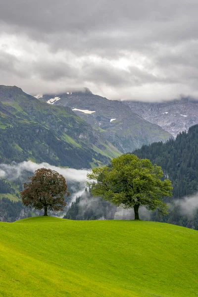 Ensamma Träd Landet Schweiziska Alperna Närheten Unterschchen — Stockfoto