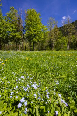 Spring flower in Triglavski national park, Slovenia