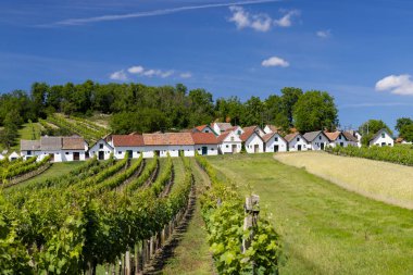 Traditional wine cellars with vineyard in Galgenberg near Wildendurnbach, Lower Austria, Austria