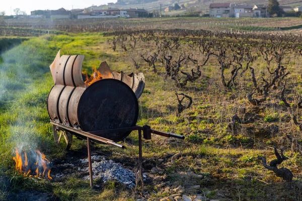 Spring Vineyards Givry Burgundy France — Stockfoto