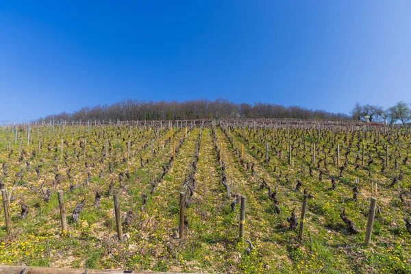 Early Spring Vineyards Aloxe Corton Burgundy France — Stockfoto