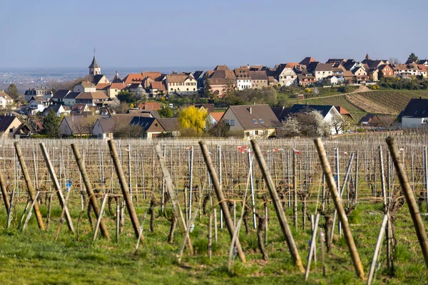 Vineyard Zellenbergr Alsace France — Photo