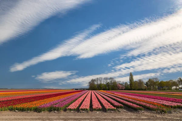 Field Tulips Lemmer Friesland Netherlands — Fotografia de Stock