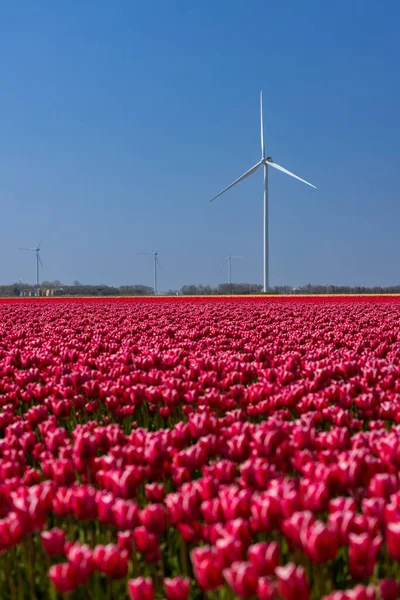 オランダ オランダ北部のチューリップ畑を持つ風力タービン — ストック写真