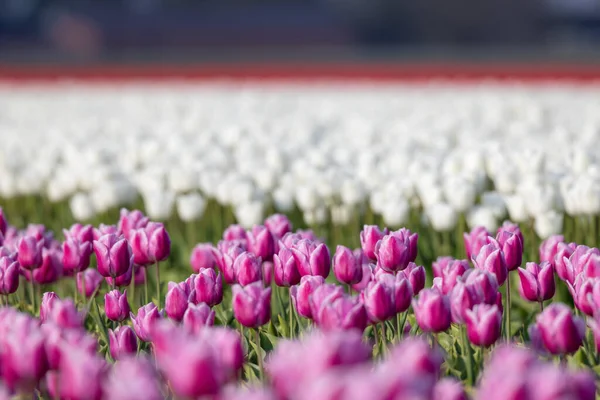 Field Tulips Alkmaar Netherlands — Stockfoto