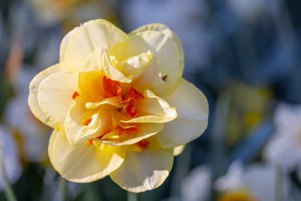 Macro Shot Narcissus Jonquilla Rush Narcis Jonquil Keukenhof Flower Garden — Stock Photo, Image