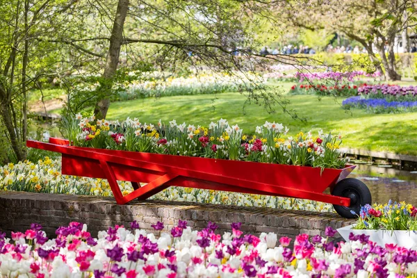 Keukenhof Цветочный Сад Крупнейший Парк Тюльпанов Мире Лиссе Нидерланды — стоковое фото
