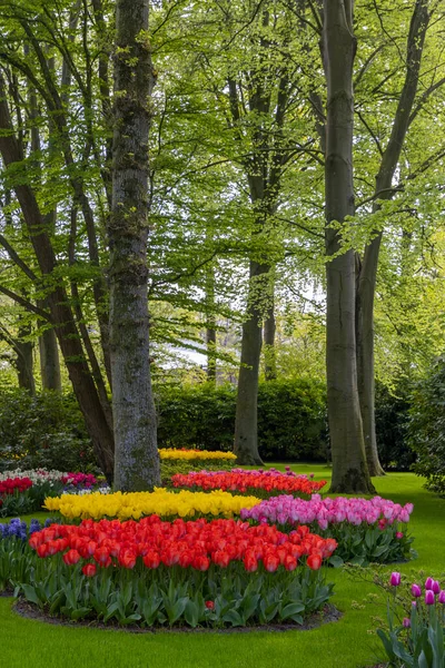 Keukenhof Flower Garden Largest Tulip Park World Lisse Netherlands — Stock Photo, Image