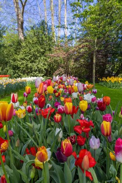 Keukenhof Flower Garden Largest Tulip Park World Lisse Netherlands —  Fotos de Stock