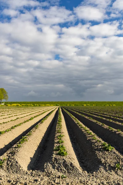 Frühling Blick Auf Kartoffelfeld Kurz Nach Der Pflanzung Niederlande — Stockfoto