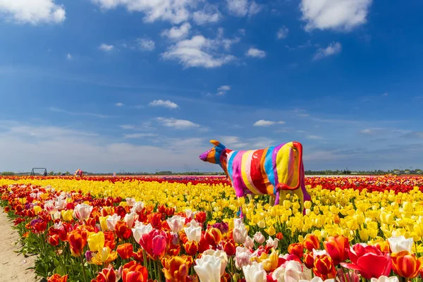 Campo Tulipani Con Mucca Colorata Vicino Keukenhof Paesi Bassi — Foto Stock