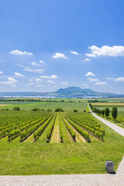 Kebun Anggur Bawah Palava Dekat Sonberk Moravia Selatan Republik Ceko — Stok Foto