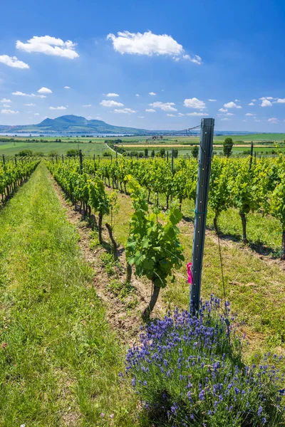Wijngaarden Onder Palava Bij Sonberk Zuid Moravië Tsjechië — Stockfoto