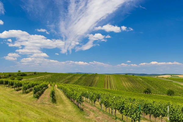 Vineyard Közelében Velke Bilovice Dél Morvaország Cseh Köztársaság — Stock Fotó