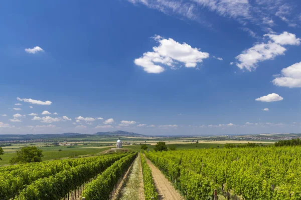 Vineyard Velke Bilovice Southern Moravia Czech Republic — Φωτογραφία Αρχείου