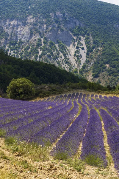Campo Lavanda Perto Montbrun Les Bains Sault Provence França — Fotografia de Stock
