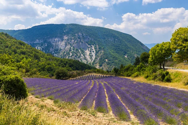 Lavender Field Montbrun Les Bains Sault Provence France — Stock Photo, Image