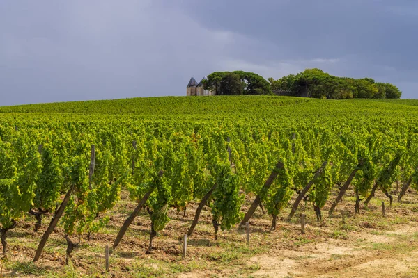 Typiska Vingårdar Nära Chateau Yquem Sauternes Bordeaux Aquitaine Frankrike — Stockfoto