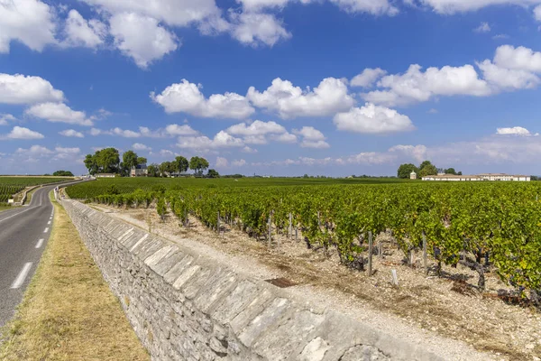 Типичные Виноградники Рядом Шато Латур Бордо Аквитания Франция — стоковое фото