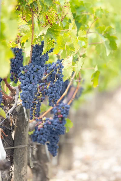Cabernet Sauvignon Grapes Produce Highest Quality Wines Bordeaux France — Stockfoto