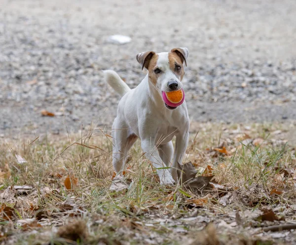 子供と遊ぶボール犬 — ストック写真