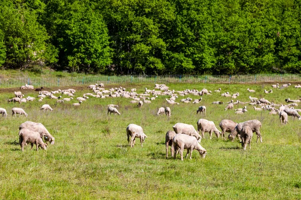 牧草地で羊の群れ — ストック写真