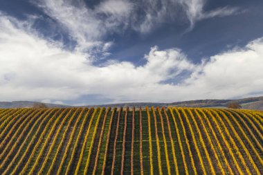 Velke Bilovice yakınlarındaki sonbahar üzüm bağı, Güney Moravya, Çek Cumhuriyeti