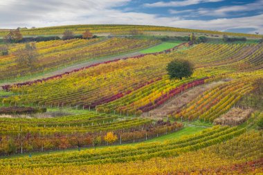 Cejkovice, Güney Moravya, Çek Cumhuriyeti yakınlarındaki sonbahar üzüm bağları