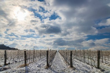 Mikulov yakınlarındaki kış üzüm bağı, Palava bölgesi, Güney Moravya, Çek Cumhuriyeti