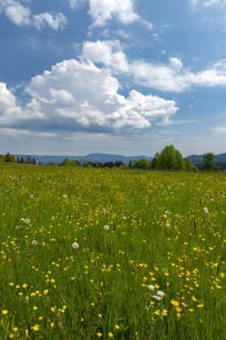Modrava yakınlarındaki tipik manzara, Ulus Parkı Sumava, Çek Cumhuriyeti