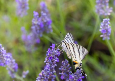 Lavanta, Provence, Fransa 'da Fennel Kırlangıç Kuyruğu