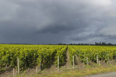 Saint-Julien-Beychevelle, Bordeaux, Aquitaine, Fransa yakınlarındaki tipik üzüm bağları