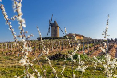 Beaujolais, Burgundy, Fransa 'da Chenas rüzgar değirmenli bahar üzüm bağları