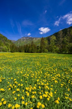 Spring flower in Triglavski national park, Slovenia