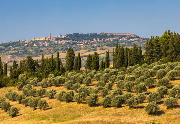 Olivengarten Und Volterra Der Toskana Italien — Stockfoto