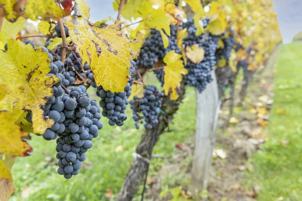 Uvas Azuis Cabernet Moravia Autumn Vineyard Southern Moravia Czech Republic — Fotografia de Stock