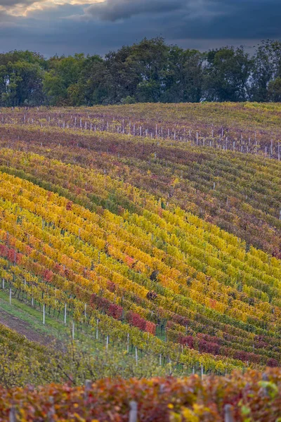 Jesienna Winnica Pobliżu Cejkovice Morawy Południowe Czechy — Zdjęcie stockowe