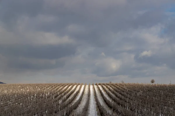 Winter Vineyard Mikulov Palava Region Southern Moravia Czech Republic — Stock Photo, Image