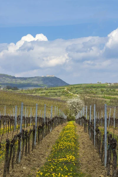 Весенний Виноградник Палавой Около Миловице Южная Моравия Чешская Республика — стоковое фото