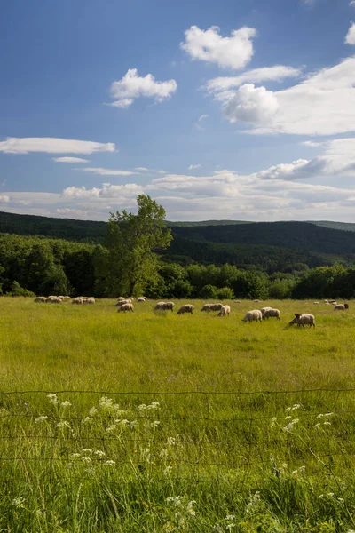 Spring Landscape White Sheep White Carpathians Czech Republic — Stock Photo, Image