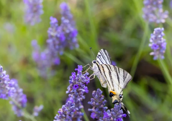Fennel Swallowtail Lavender Provence France — Stock Photo, Image