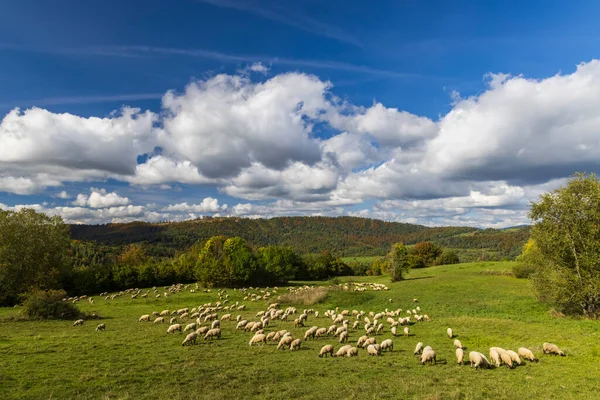 Terchova Yakınlarındaki Koyun Sürüsü Mala Fatra Slovakya — Stok fotoğraf